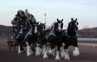 Clydesdales_7534
