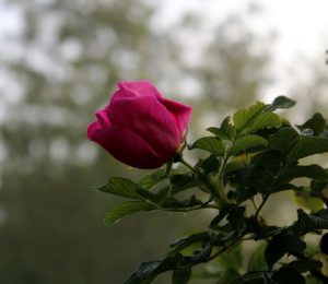 rose_6149_sm