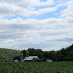 Cornfield_IMG_3276